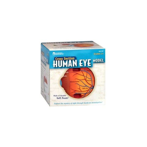 LER1907 CROSS SECTION HUMAN EYE MODEL