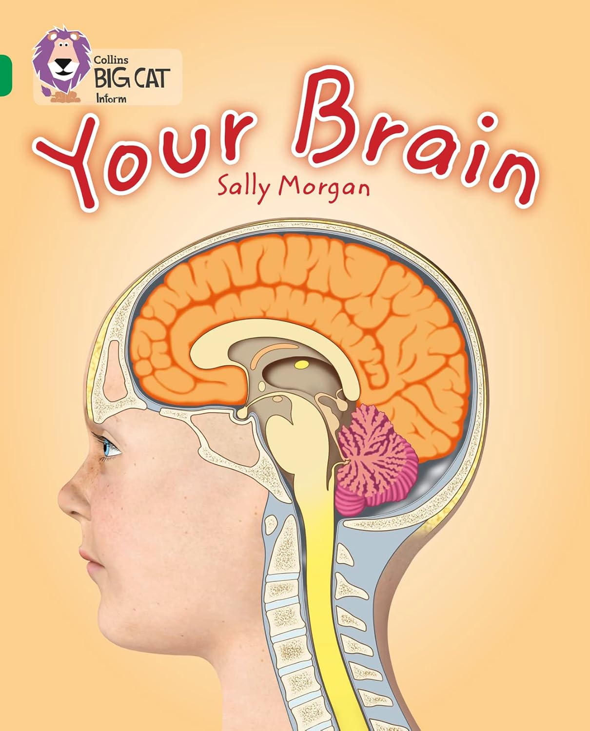 Your Brain: (Collins Big Cat)