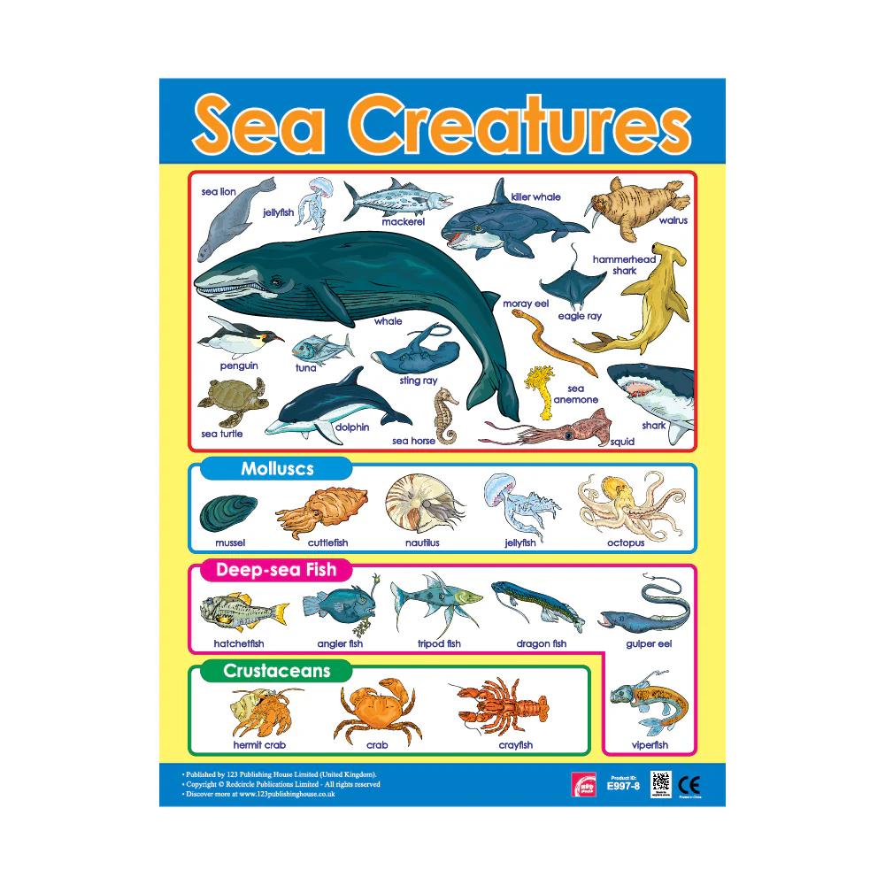 CHART BOARD ( SEA CREATURES )
