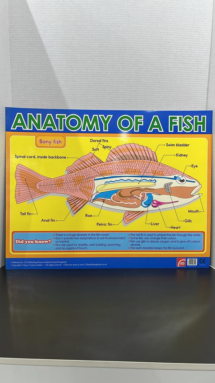CHART BOARD - ANATOMY OF A FISH