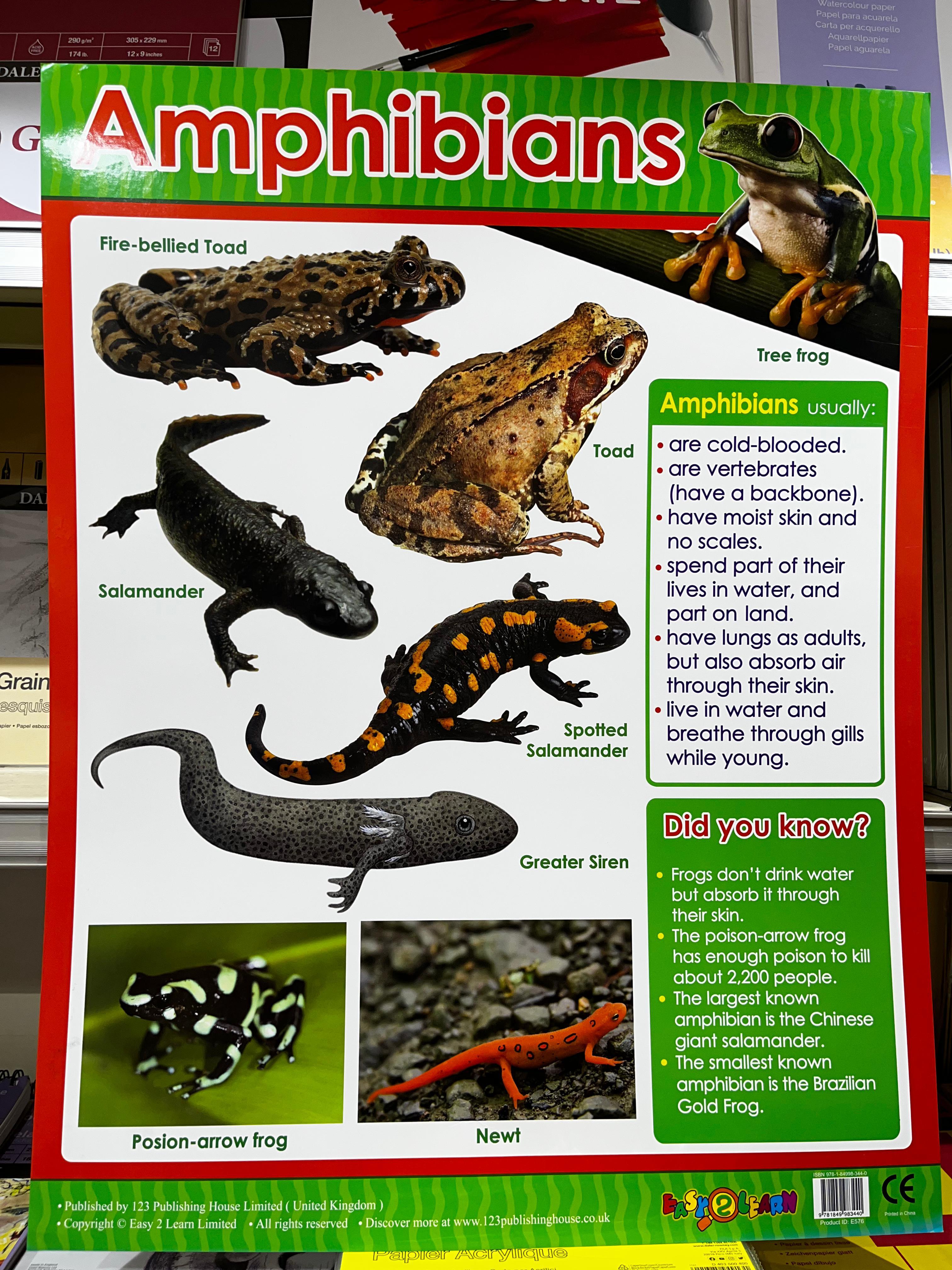 ENGLISH CHART BOARD - AMPHIBIANS ID (E576)