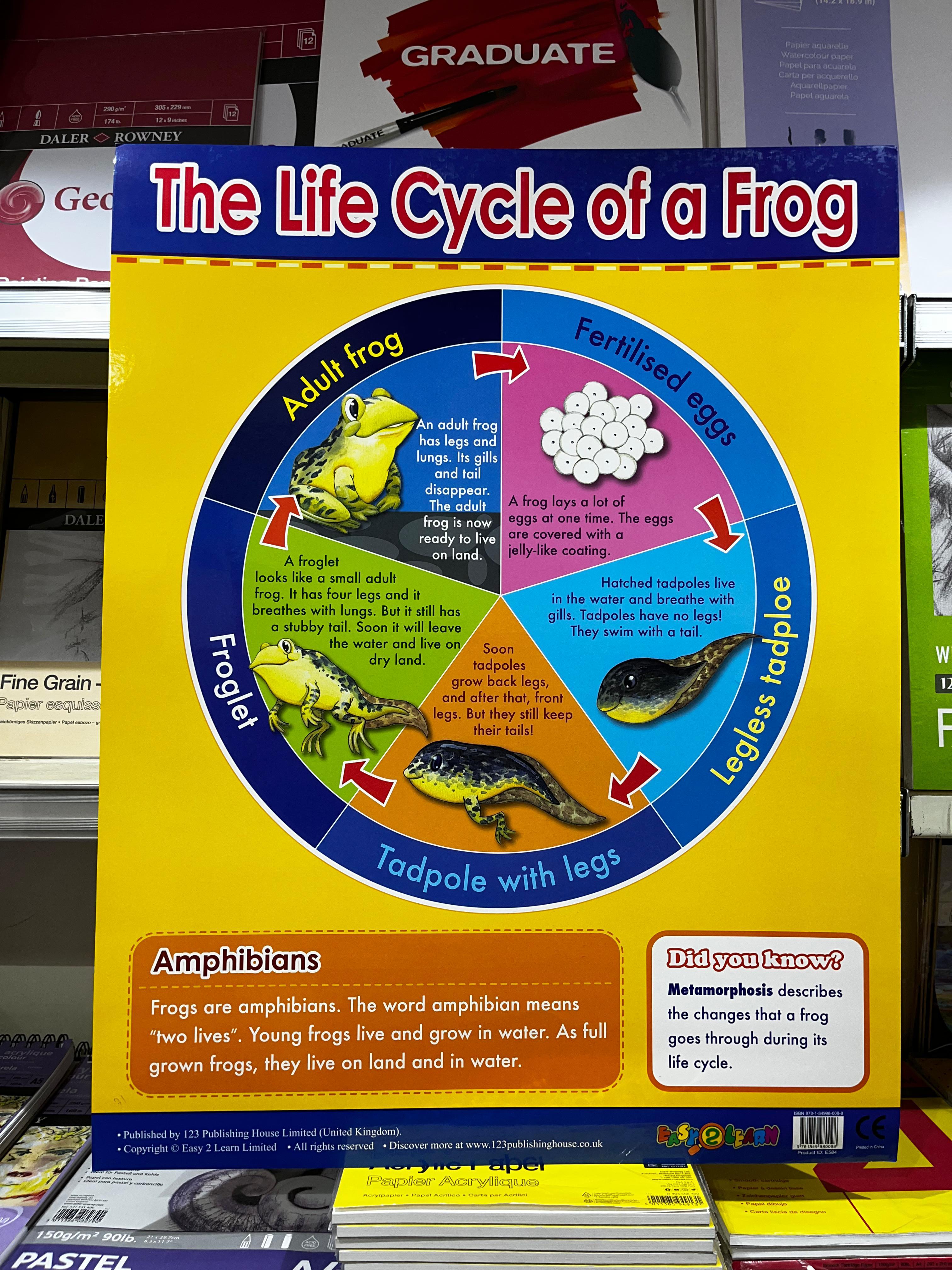 ENGLISH CHART BOARD - THE LIFE CYCLE OF A FROG ID (E584)