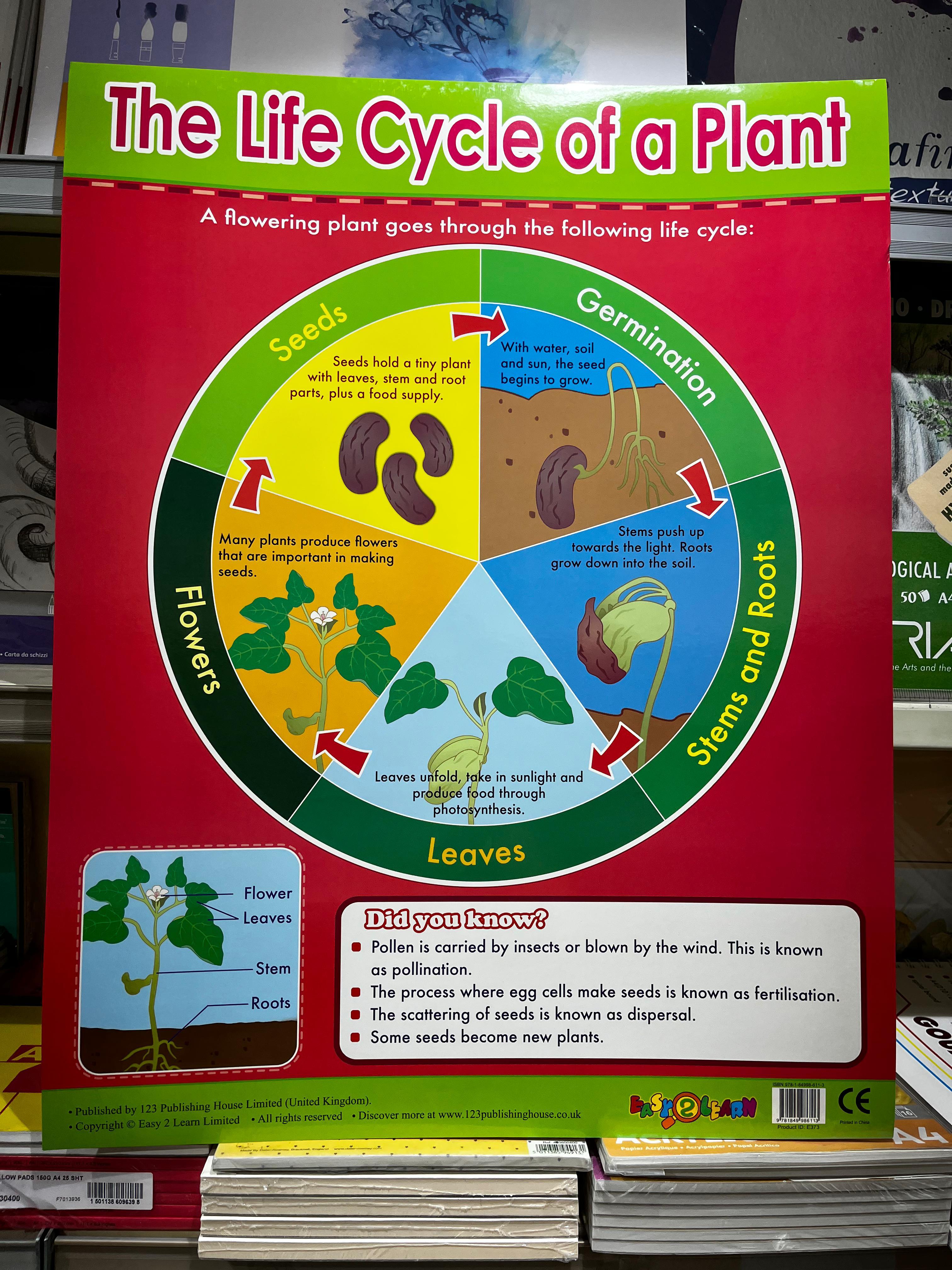 ENGLISH CHART BOARD - THE LIFE CYCLE OF A PLANT ID (373)