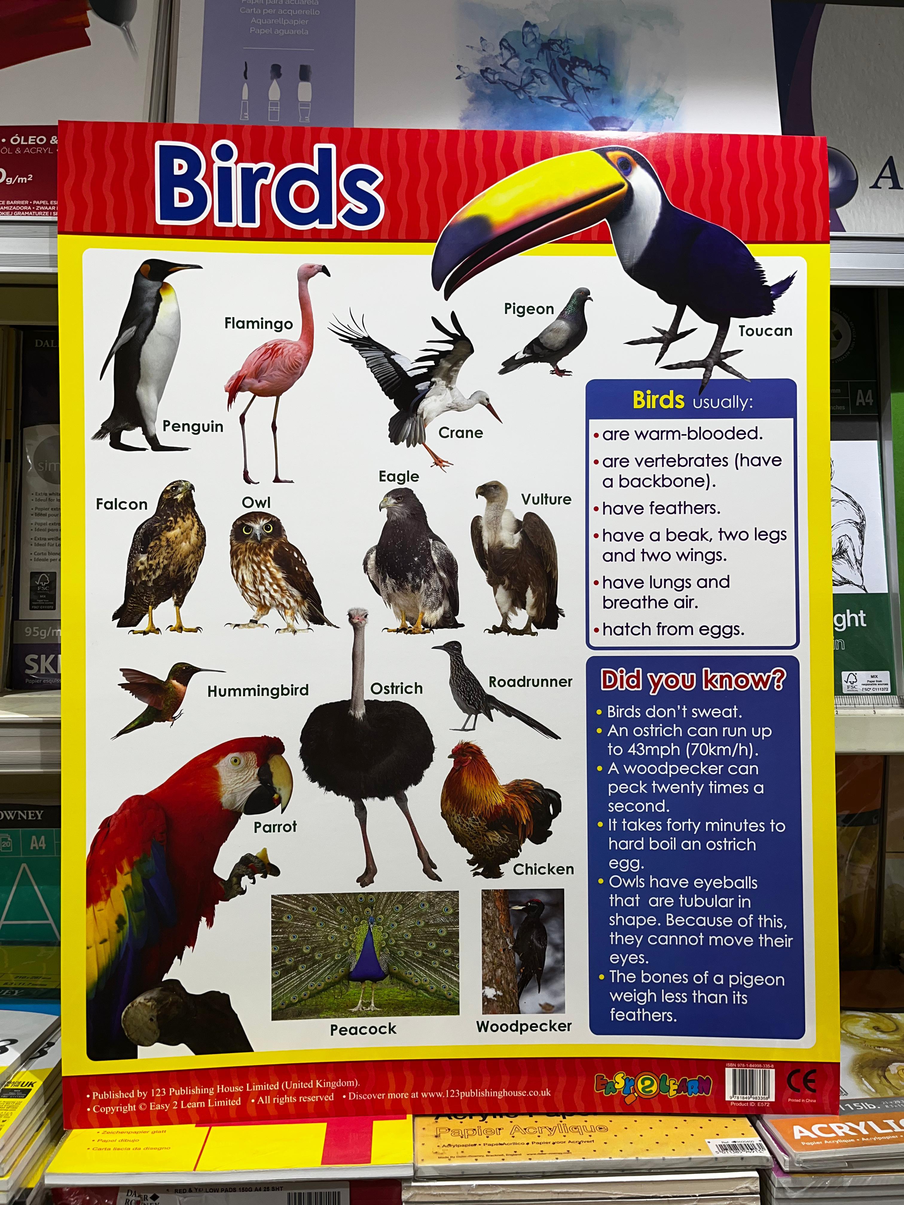 ENGLISH CHART BOARD - BIRDS ID (E572)