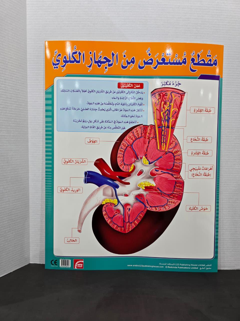 ARABIC CHART BOARD - ID# RAR165