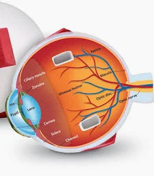 LER1907 CROSS SECTION HUMAN EYE MODEL