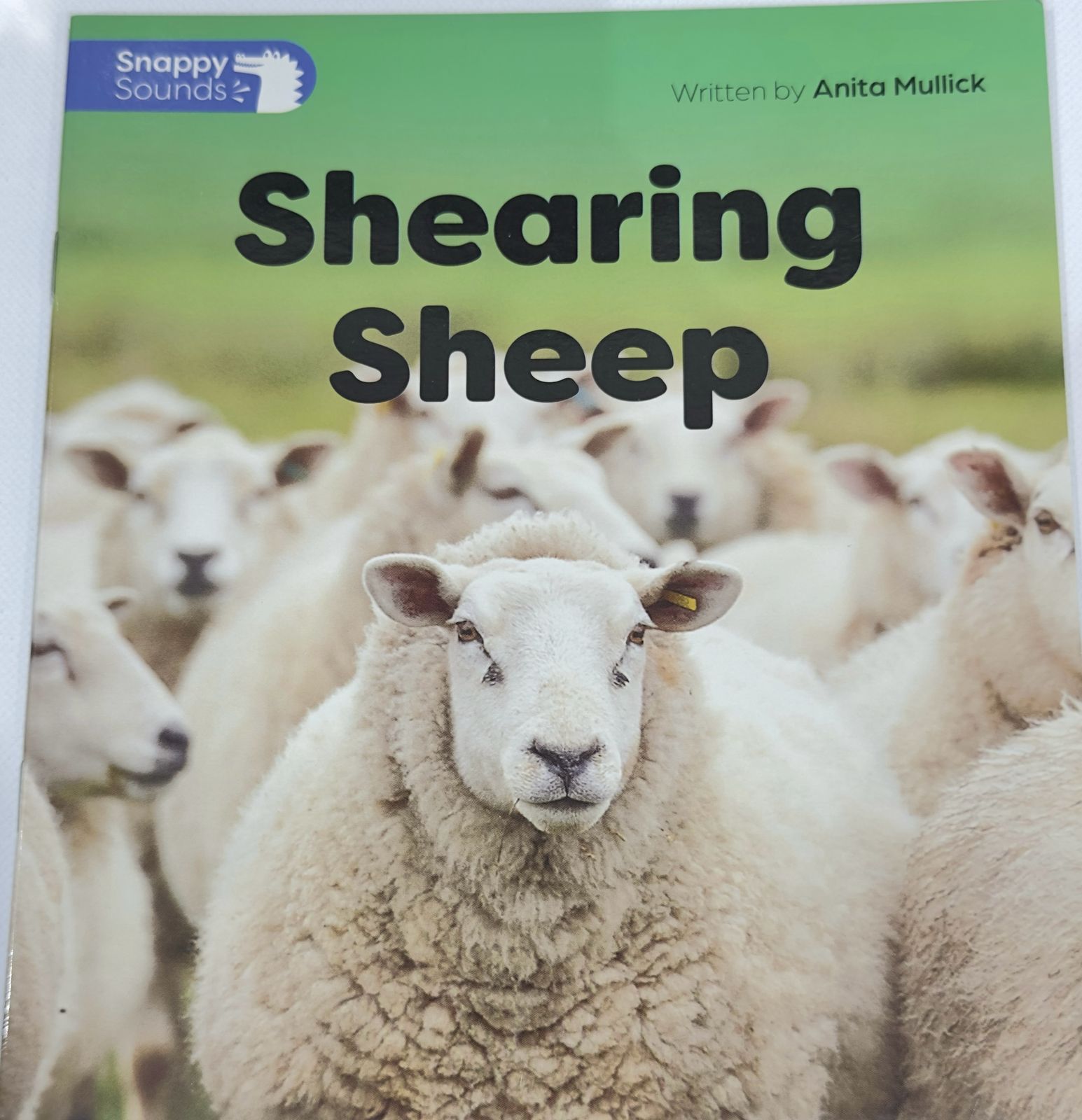 Shearing Sheep