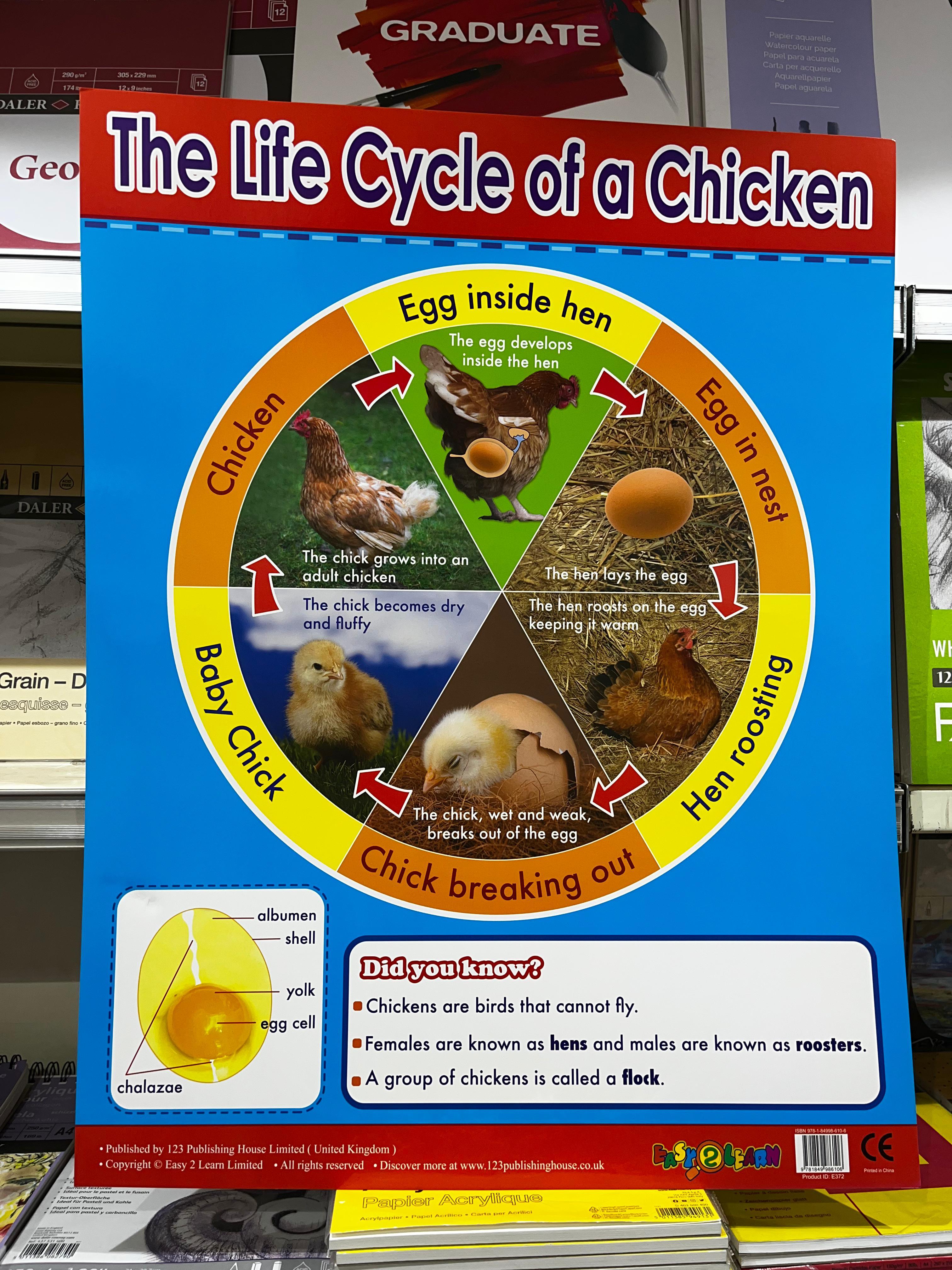 ENGLISH CHART BOARD - THE LIFE CYCLE OF A CHICKEN ID (E372)