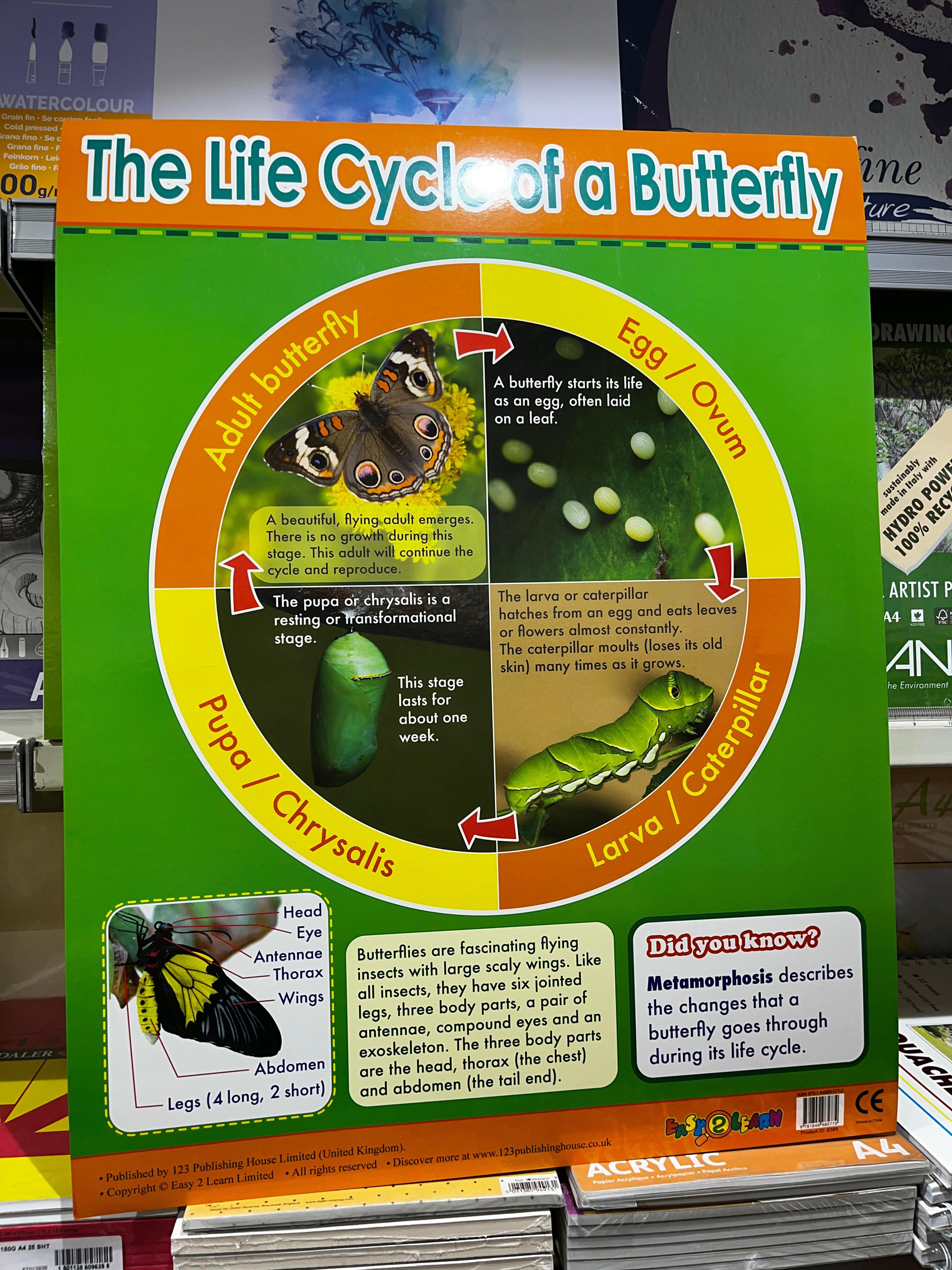 ENGLISH CHART BOARD - THE LIFE CYCLE OF A BUTTERFLY ID (E585)