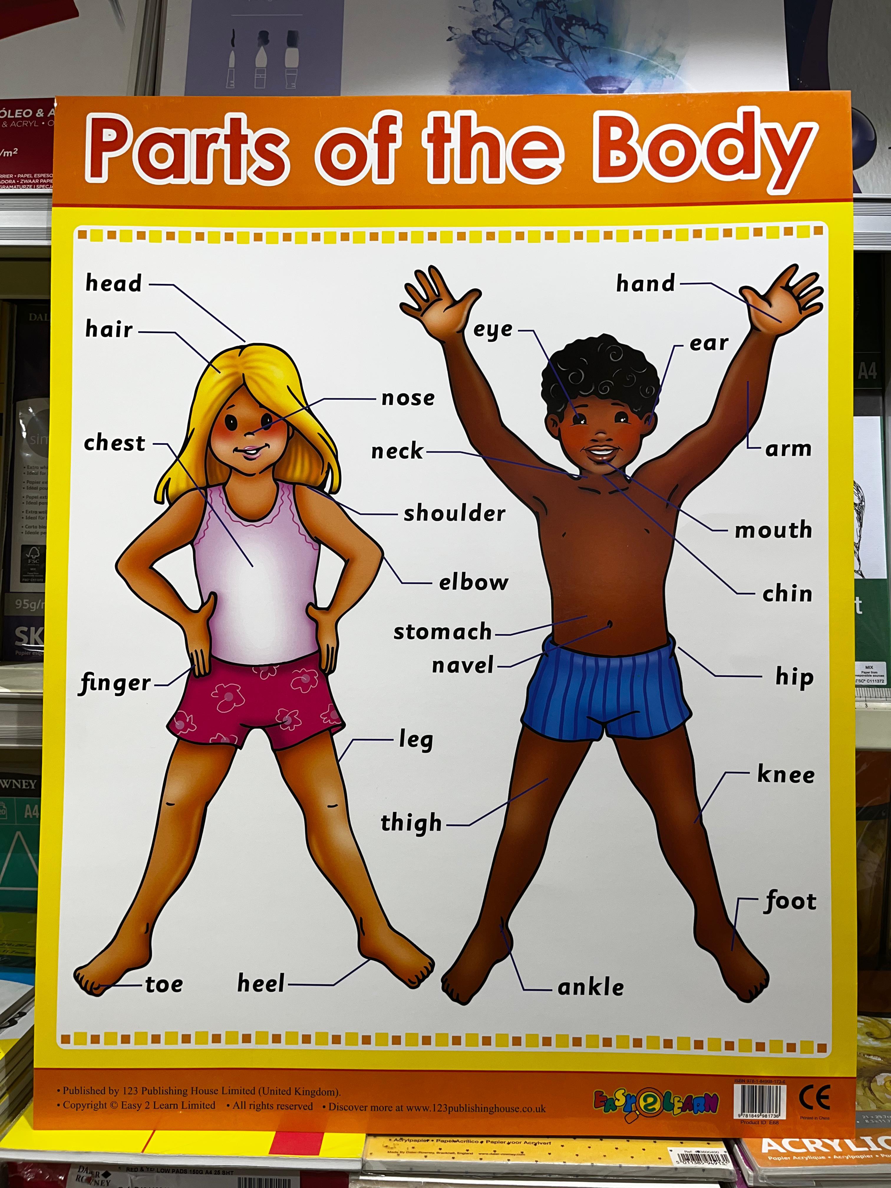 ENGLISH CHART BOARD -  PARTS OF THE BODY ID ( E68)