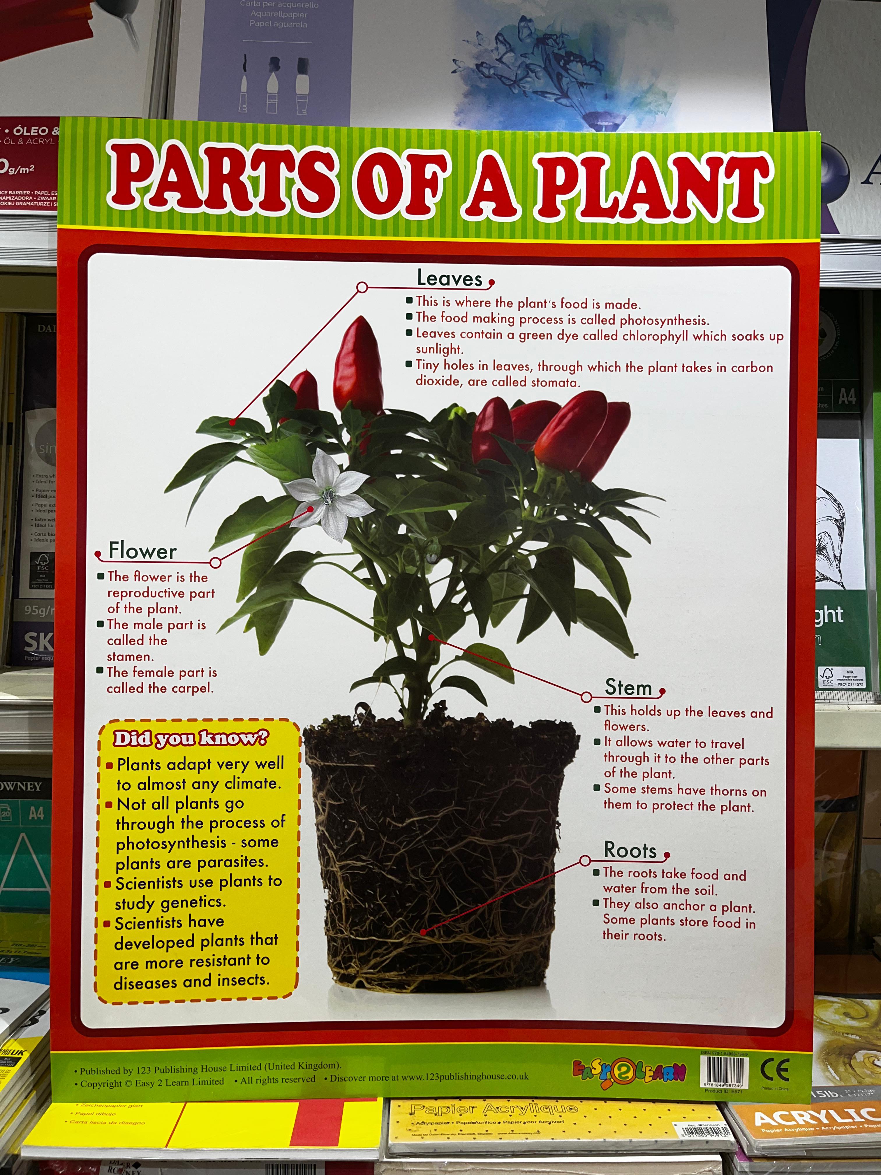 ENGLISH CHART BOARD _ PARTS OF A PLANT ID (E571)