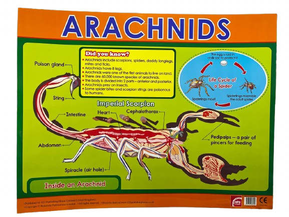 CHART BOARD ( ARACHNIDS )