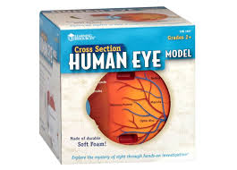 Eye cutout model