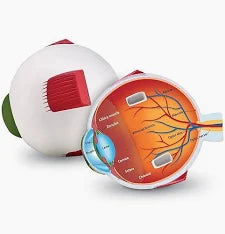 LER1907 CROSS SECTION HUMAN EYE MODEL